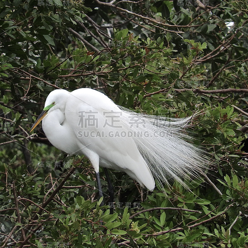 伟大的白苍鹭。