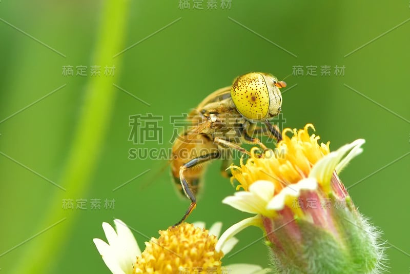 一种花上的斑茅