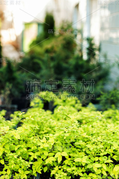 绣线菊盆栽出售