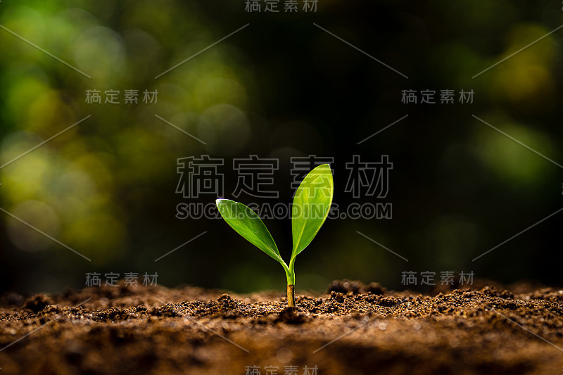 植树——双手给树以土壤，树木成行生长，背景金黄