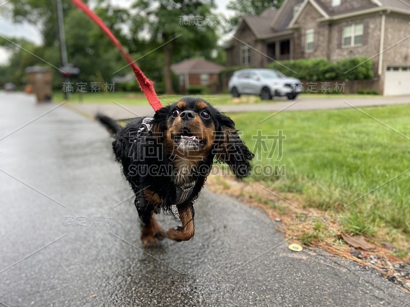 快乐骑士查尔斯王猎犬在散步