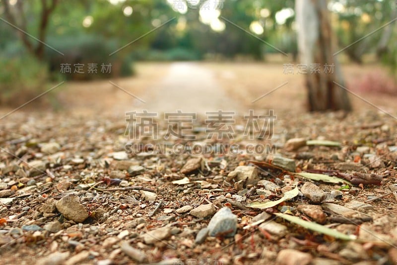 澳大利亚内陆地区树叶