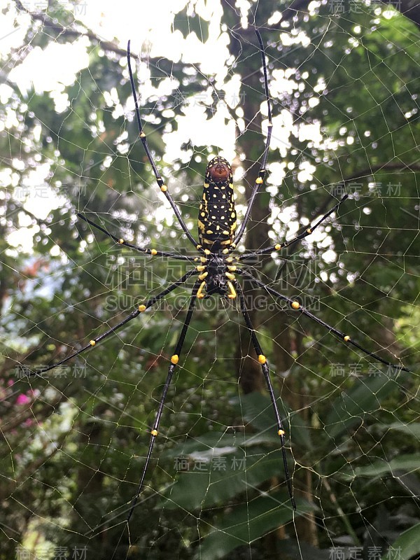 网中的蜘蛛，象山，台北，台湾