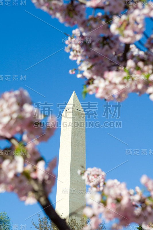 以日本樱花为框架的华盛顿纪念碑