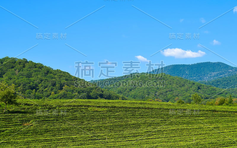 茶园的背景是群山和蓝天，天气晴朗晴朗