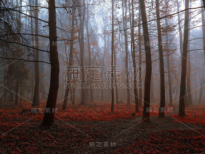秋天雾森林