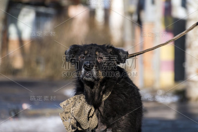 老病黑狗，眼睛痛，毛上秃了