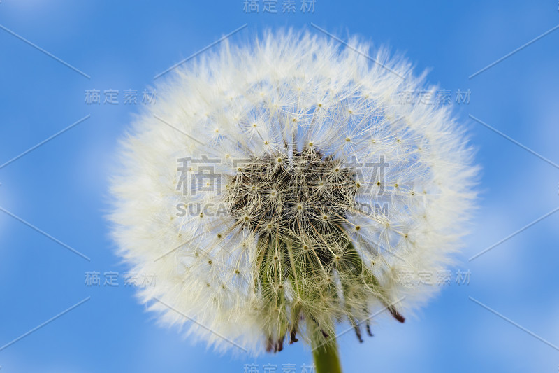 特写蒲公英种子头在蓝天背景，选择性聚焦。