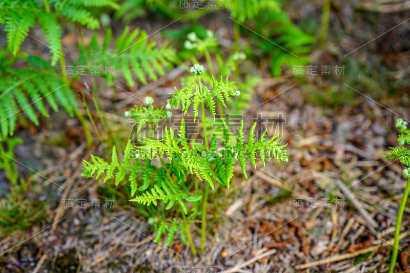 近距离观察小的绿色蕨类植物的芽