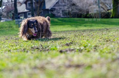 棕色的小猎犬