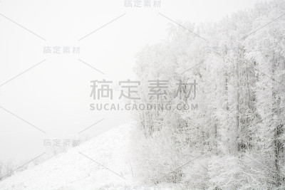 白雪皑皑的森林