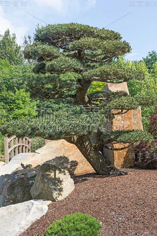 花园里的松树