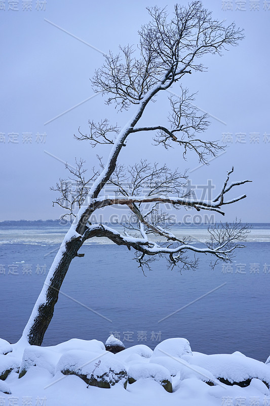 冬天。一棵树在白雪覆盖的海湾岸边。