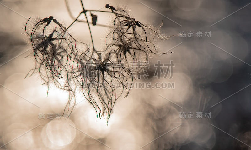 河边夕阳背景上蓬松的植物