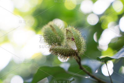 食虫植物