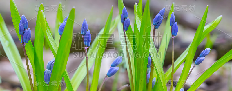 特写一堆蓝色的春天雪花莲在森林，户外锡拉背景