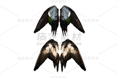 剪鸭翅白色背景孤立后前天使对