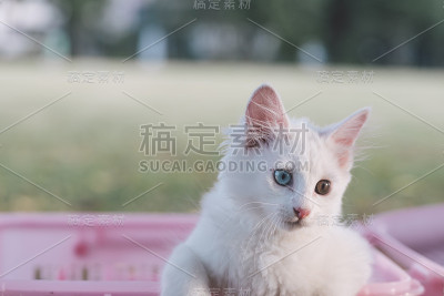 篮子里的猫在选择性聚焦。