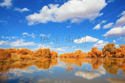 在秋日阳光下的杨树
