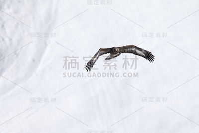 一只金雕在瑞士阿尔卑斯山的雪地上飞翔。