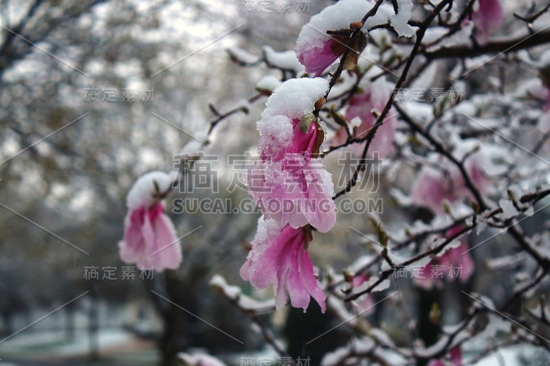 春天的自然背景是雪花。