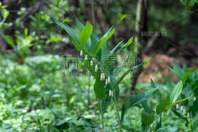 多年生草本植物多花黄精、芦笋科天门冬酰胺