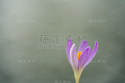 紫色的番红花
