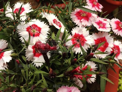石竹是花园里的花