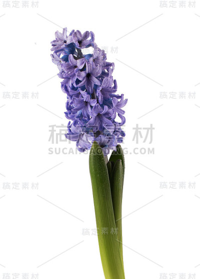 新鲜葫芦