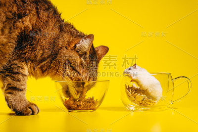 宠物。猫和仓鼠。