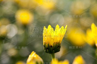 黄色的菊花