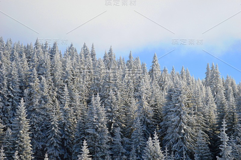 冷杉树下的雪