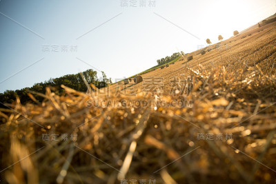 夕阳下的干草