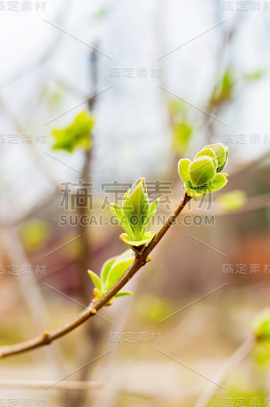 花园里的树枝上长出了第一个绿芽。春天的概念