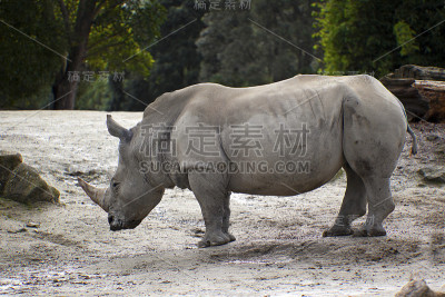 Rino