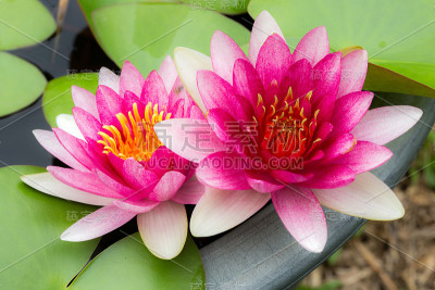 双莲花