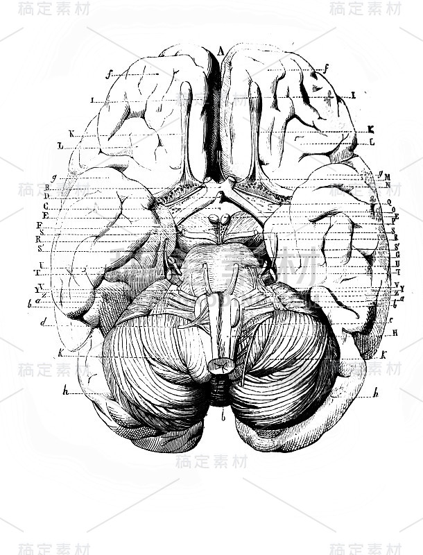 《外科解剖学》，作者B. Anger, 1869年，巴黎