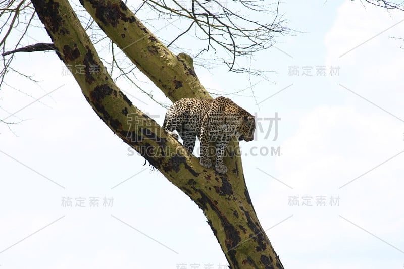 豹肯尼亚非洲大草原野生动物猫哺乳动物