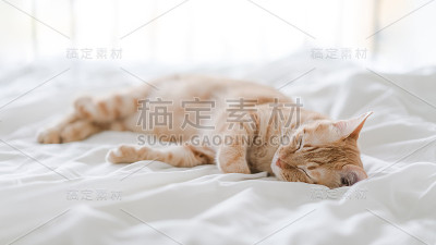 虎斑猫躺在床上