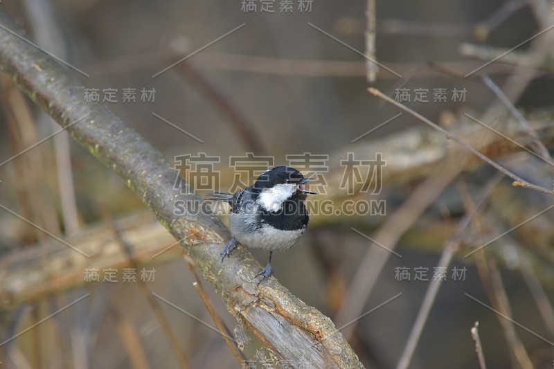 小枝上的煤山雀(水周生)