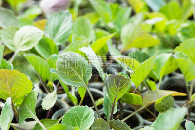 大棚白菜幼苗的幼芽