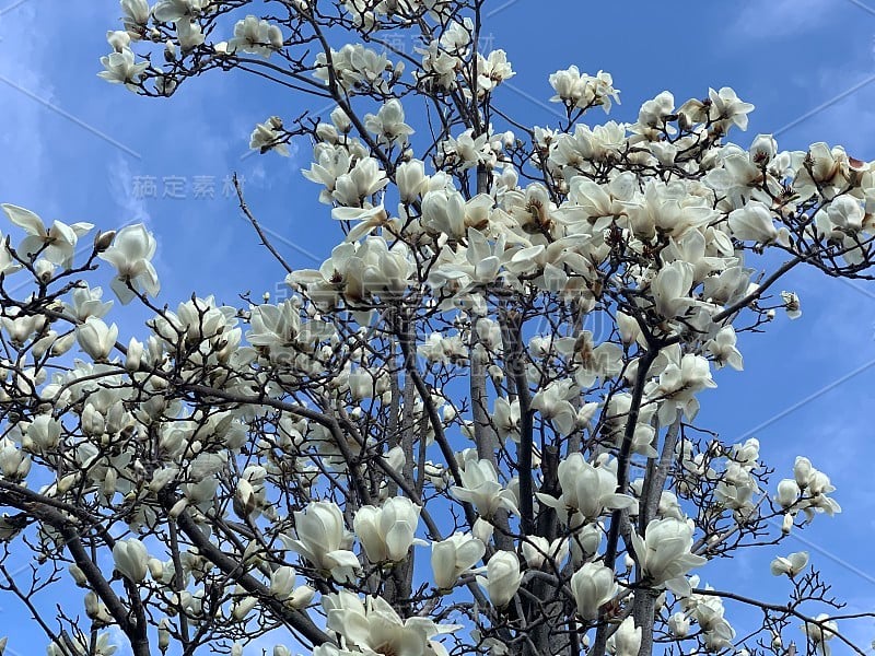 花小明星