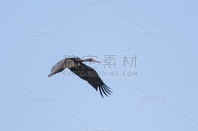 黑鹳(黑鹳)