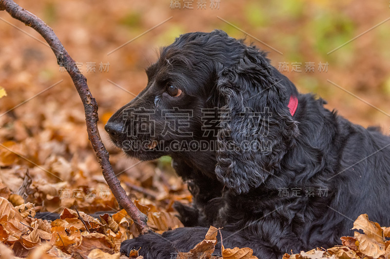 美丽的黑色小可卡犬在秋天的风景与铜干燥的落叶玩耍