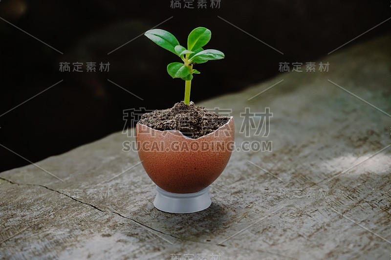 植物生长在鸡蛋壳里