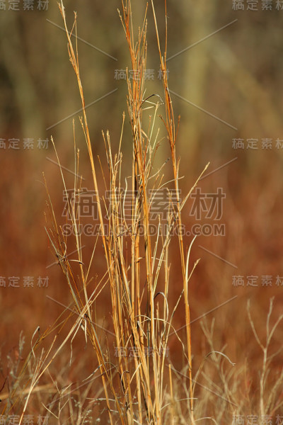 大蓝茎草原草