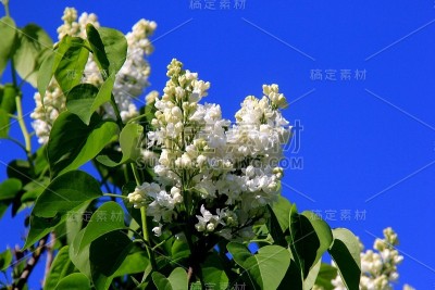 树上盛开的白色丁香花(紫丁香)