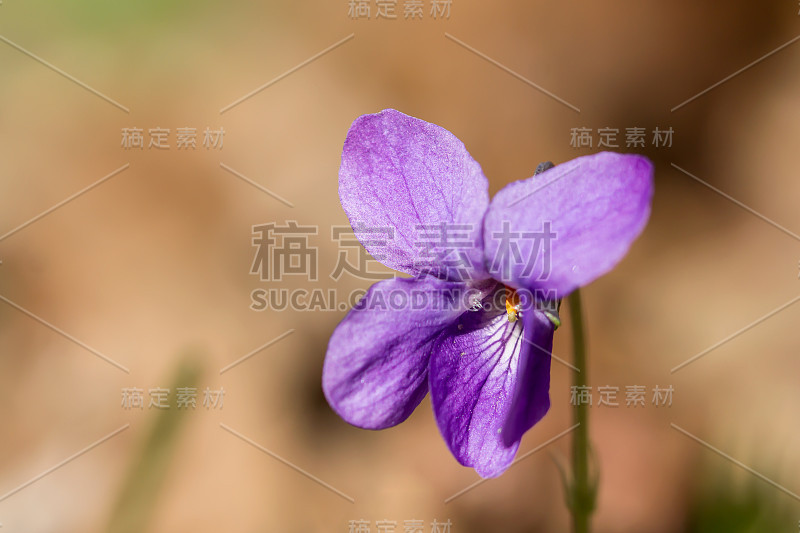 木紫罗兰(Viola odorata)或甜紫罗兰，英国紫罗兰，原产于欧洲的普通或花园紫罗兰，多年生草