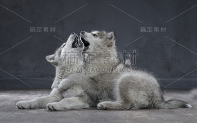 阿拉斯加雪橇犬的特写肖像