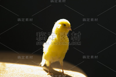 黄色金丝雀